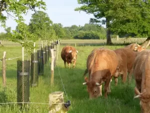 agroforesterie pâturage