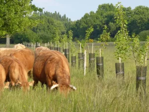 Agroforesterie et pâturage tournant