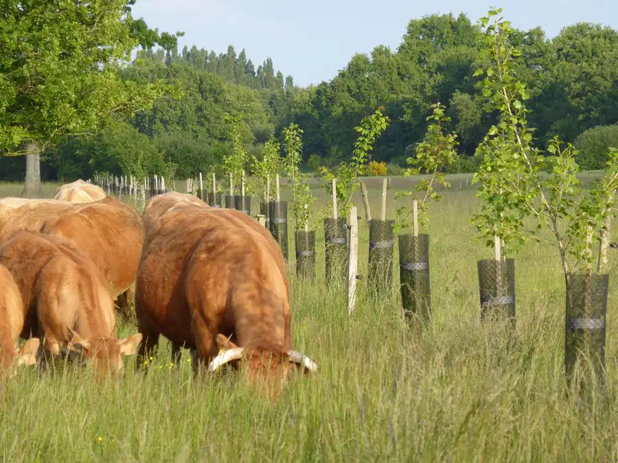Agroforesterie et pâturage tournant