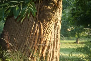 Bocage et châtaignier