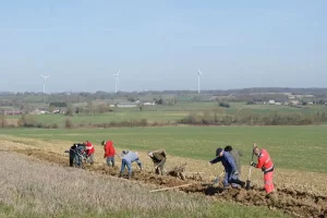 Plantation de haie bocagère