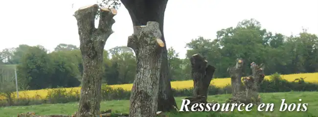 ressources en bois